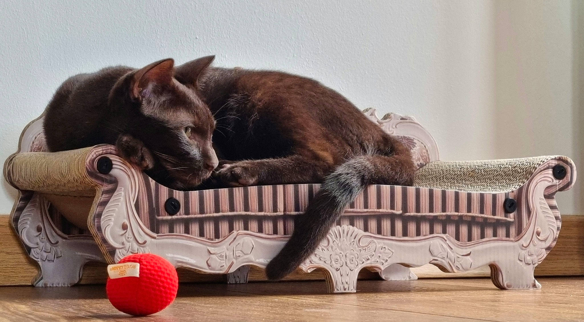 Umiña a rejoint le concours — aidez-le/la à gagner de superbes lots ! carmine, carnivore, cat, cat_supply, claw, comfort, domestic_short_haired_cat, felidae, flooring, fur, grey, hardwood, linens, pet_supply, room, small_to_medium_sized_cats, tail, whiskers, wood