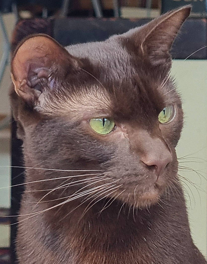 Umiña a rejoint le concours — aidez-le/la à gagner de superbes lots ! carnivore, cat, domestic_short_haired_cat, felidae, fur, mammal, small_to_medium_sized_cats, snout, terrestrial_animal, vertebrate, whiskers