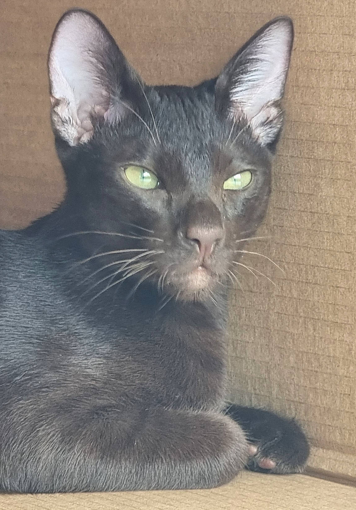 Uriou participe au concours pour gagner de l'argent avec cette photo : bombay, carnivore, cat, domestic_short_haired_cat, felidae, fur, grey, havana_brown, small_to_medium_sized_cats, snout, terrestrial_animal, whiskers