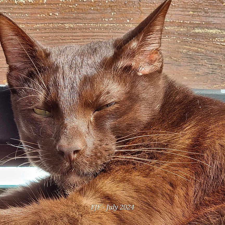 Uriou a rejoint le concours — aidez-le/la à gagner de superbes lots ! abyssinian, angora, animal, architecture, blackcat, building, cat, egyptiancat, hardwood, house, housing, kitten, manx, person, pet, plywood, siamese, sleeping, stainedwood, wood
