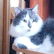 Grey Wolf joined the competition — help win amazing prizes! cat, feline, pet, indoor, fluffy, fur, whiskers, eyes, ears, paws, shelf, wood, furniture, home, domestic_cat, gray_and_white, portrait, close_up, sitting, loaf