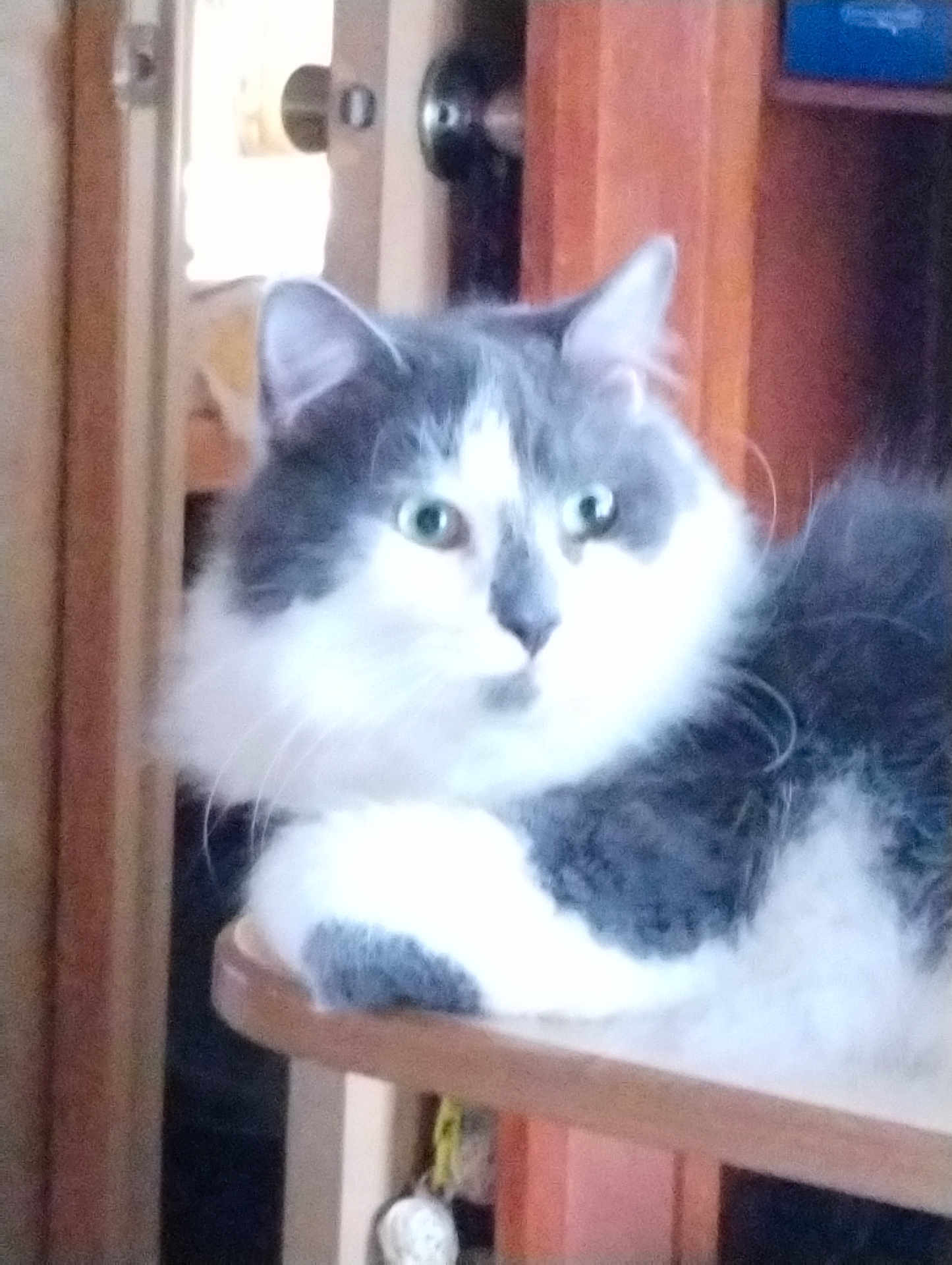 Grey Wolf joined the competition — help win amazing prizes! cat, feline, pet, indoor, fluffy, fur, whiskers, eyes, ears, paws, shelf, wood, furniture, home, domestic_cat, gray_and_white, portrait, close_up, sitting, loaf