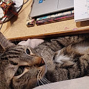 Rooux is registered to the contest to win money with this photo: cat, tabby_cat, pet, feline, whiskers, close_up, desk, notebook, laptop, cable, cozy, indoor, paw, fur, striped, blurred_background, study, home_office, resting, portrait