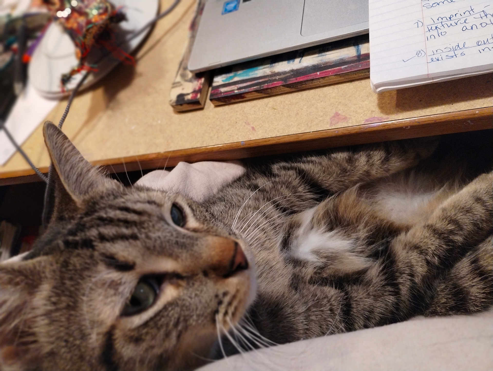 Rooux is registered to the contest to win money with this photo: cat, tabby_cat, pet, feline, whiskers, close_up, desk, notebook, laptop, cable, cozy, indoor, paw, fur, striped, blurred_background, study, home_office, resting, portrait