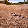 animal, blue_leash, cat, cloudy_sky, feline, grass, gravel, ground, landscape, leash, nature, outdoor, pet, playful, road, rural, siamese_cat, stop_sign, sunset_light, trees