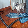 Simba a rejoint le concours — aidez-le/la à gagner de superbes lots ! animal, cat, catch, domestic, door, ears, floor, fur, indoor, jeans, mouse, pet, prey, siamese_cat, standing, tail, vacuum_hose, whiskers, wide_eyes, wooden_floor