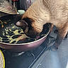 animal, cat, close_up, clutter, container, cooking, countertop, curious, domestic, food, frying_pan, fur, head, indoor, kitchen, pet, scrambled_eggs, siamese_cat, stove, utensils