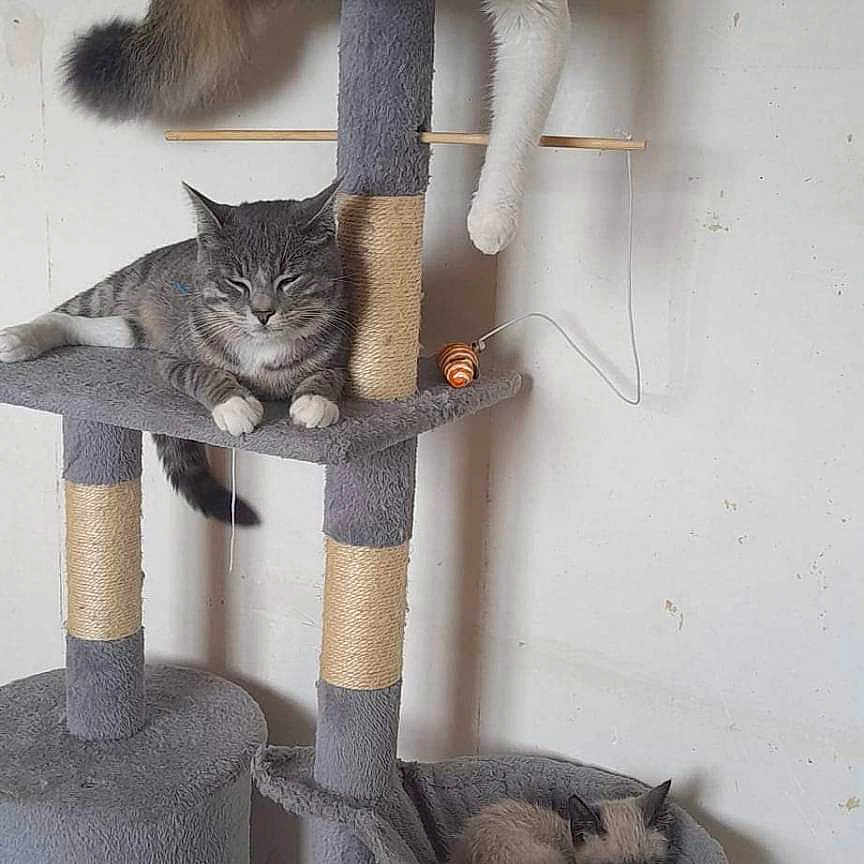 Simba a rejoint le concours — aidez-le/la à gagner de superbes lots ! cat, cat_tree, collar, domestic_animal, feline, floor, fur, gray, hammock, indoor, multi_level, paw, pet, quiet, relaxed, resting, sleeping, tail, toy, wall