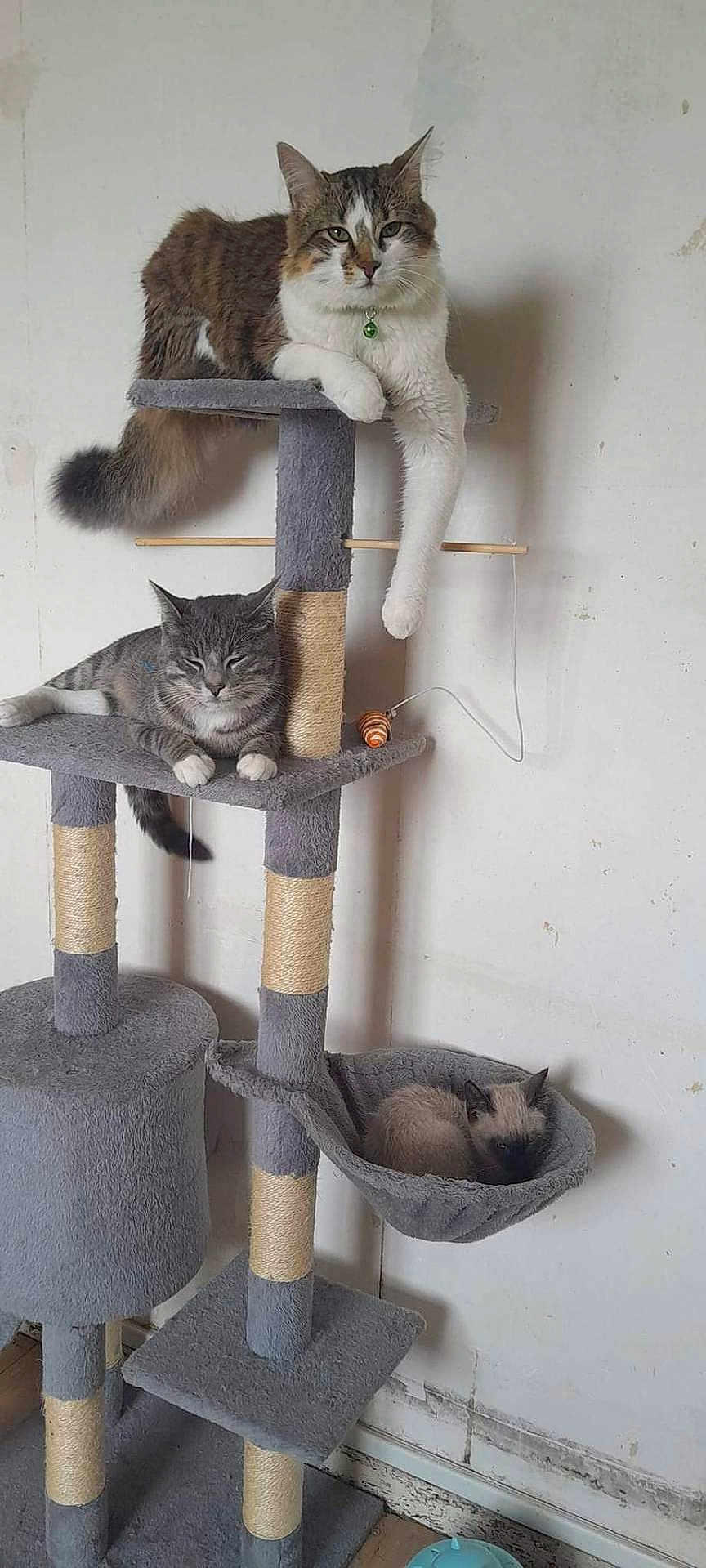 Simba