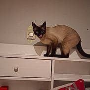 Simba participe au concours pour gagner de l'argent avec cette photo : siamese_cat, cat, indoor, furniture, dresser, tongue_out, shadow, light_switch, wall, curious, pet, animal, mammal, whiskers, ears, tail, paw, bedroom, pillow, pattern