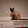Simba a rejoint le concours — aidez-le/la à gagner de superbes lots ! cat, siamese_cat, furniture, cabinet, wall, light_switch, sticker, indoor, pet, animal, curious, sitting, wide_eyes, mouth_open, pillow, red_pillow, bunny_design, home, cozy, domestic