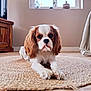 dog, puppy, cavalier_king_charles_spaniel, indoor, rug, wooden_floor, window, natural_light, living_room, furniture, curious, pet, animal, ears, nose, whiskers, brown_and_white, close_up, lying_down, cozy