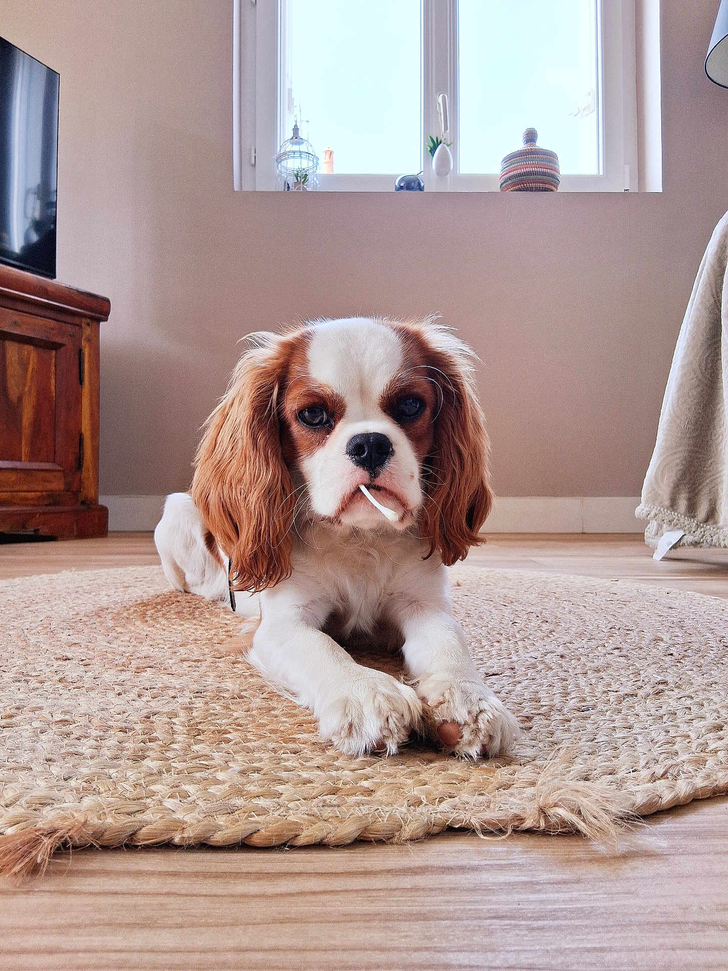 Vicky participe au concours pour gagner de l'argent avec cette photo : dog, puppy, cavalier_king_charles_spaniel, indoor, rug, wooden_floor, window, natural_light, living_room, furniture, curious, pet, animal, ears, nose, whiskers, brown_and_white, close_up, lying_down, cozy