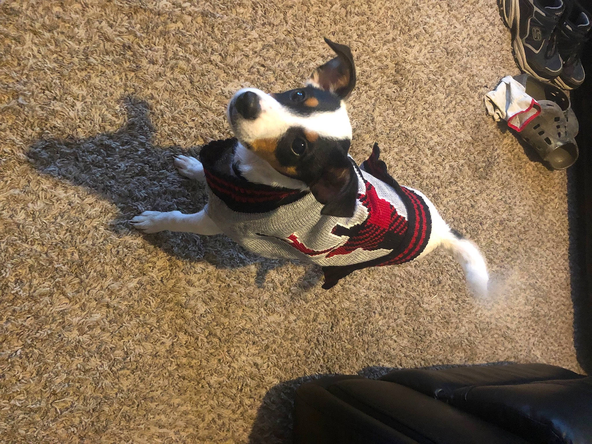 Rowdy is registered to the contest to win money with this photo: asphalt, canidae, carmine, carnivore, collar, companion_dog, dog, dog_breed, dog_clothes, dog_collar, dog_supply, fawn, leash, pet_supply, road_surface, shadow, sporting_group, tail, toy_dog, working_animal