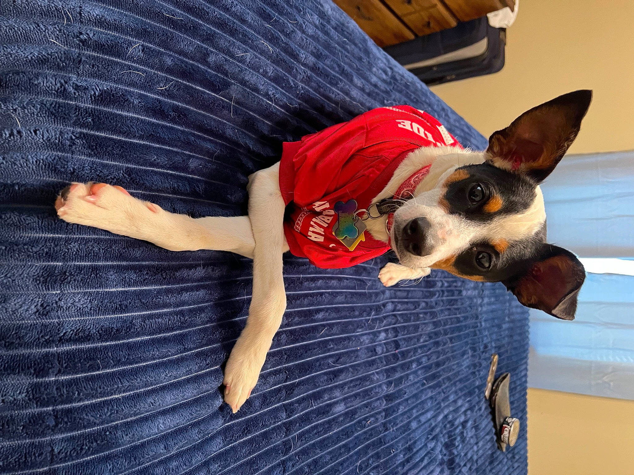 Rowdy joined the competition — help win amazing prizes! canidae, carmine, carnivore, comfort, companion_dog, couch, dog, dog_breed, dog_supply, electric_blue, fawn, flooring, human_leg, linens, pattern, plaid, sporting_group, thigh, toy_dog, working_animal