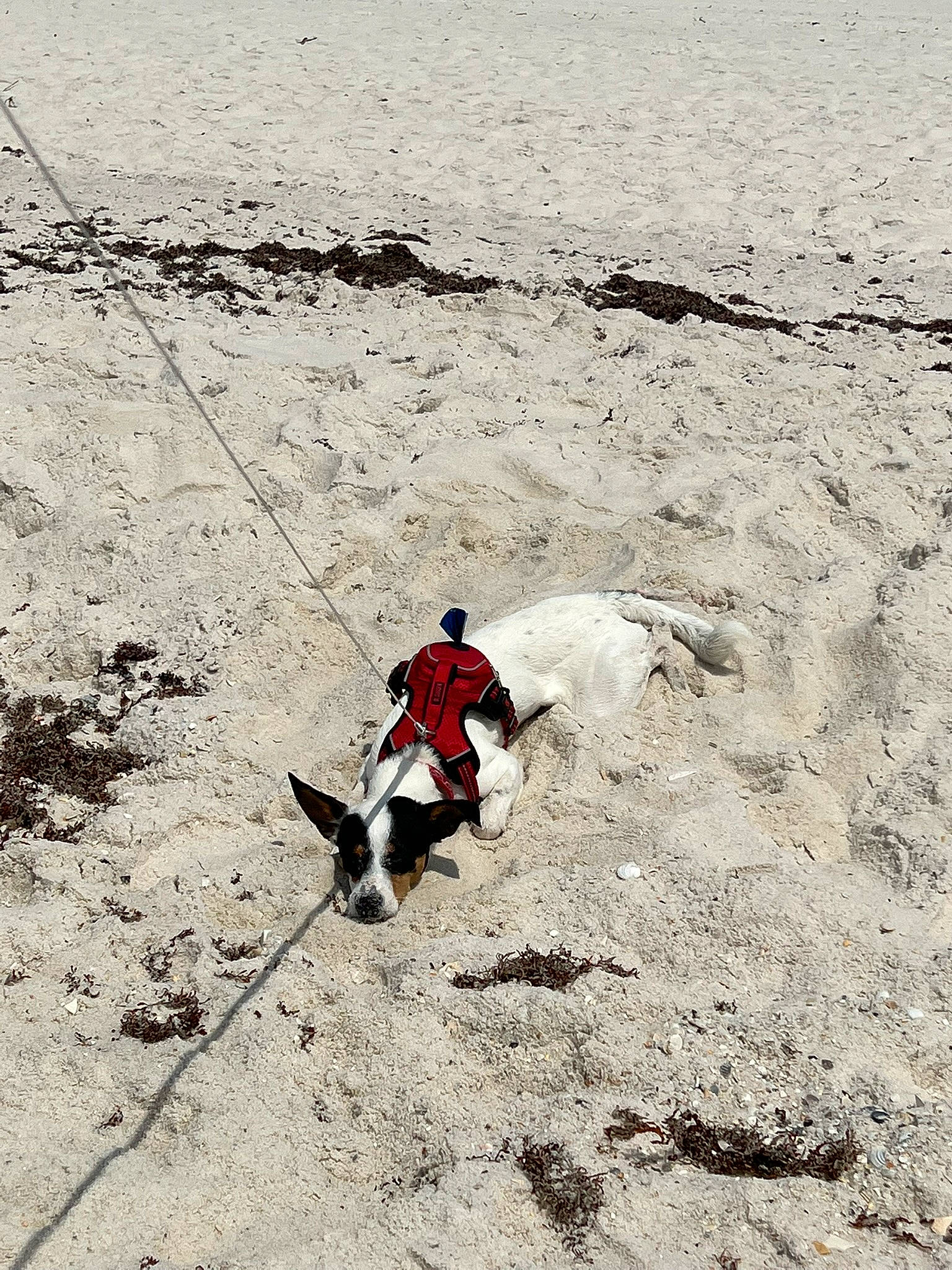 Rowdy is registered to the contest to win money with this photo: asphalt, carmine, coast, concrete, dog, landscape, ocean, people_in_nature, recreation, road_surface, rock, sand, shadow, slope, soil, wave, wind_wave, winter, wood, working_animal