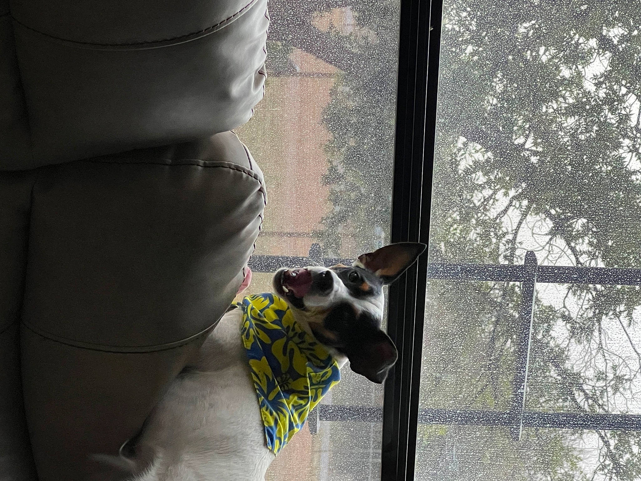 Rowdy is registered to the contest to win money with this photo: canidae, carnivore, chair, comfort, companion_dog, dog, dog_breed, eyewear, fawn, foot, glass, hat, human_leg, sitting, snout, sporting_group, tints_and_shades, tree, whiskers, window