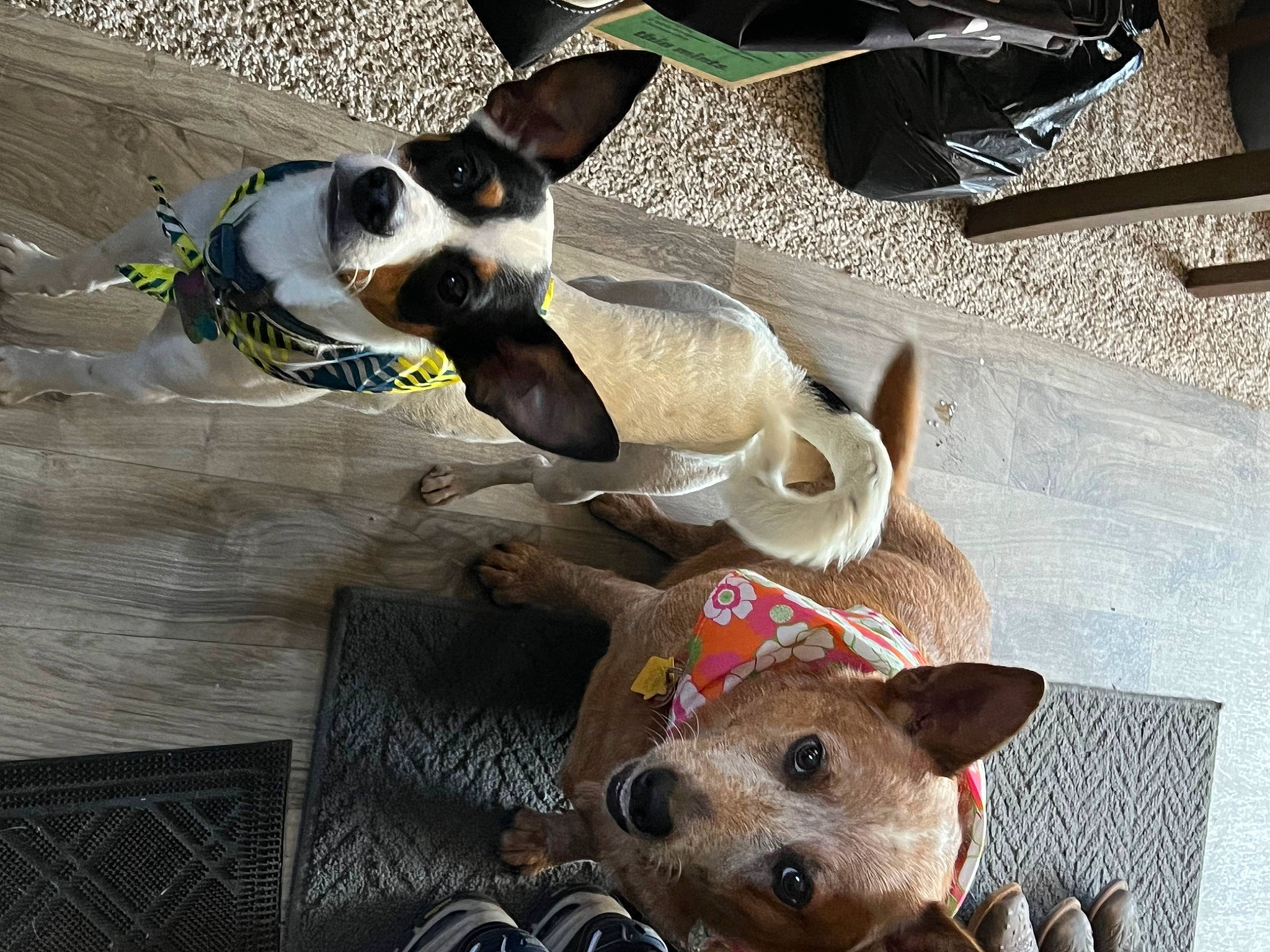 Beth is registered to the contest to win money with this photo: canidae, carnivore, collar, comfort, companion_dog, dog, dog_breed, dog_supply, eyewear, fawn, goggles, hat, paw, pet_supply, snout, sporting_group, sunglasses, toy_dog, vision_care, working_animal