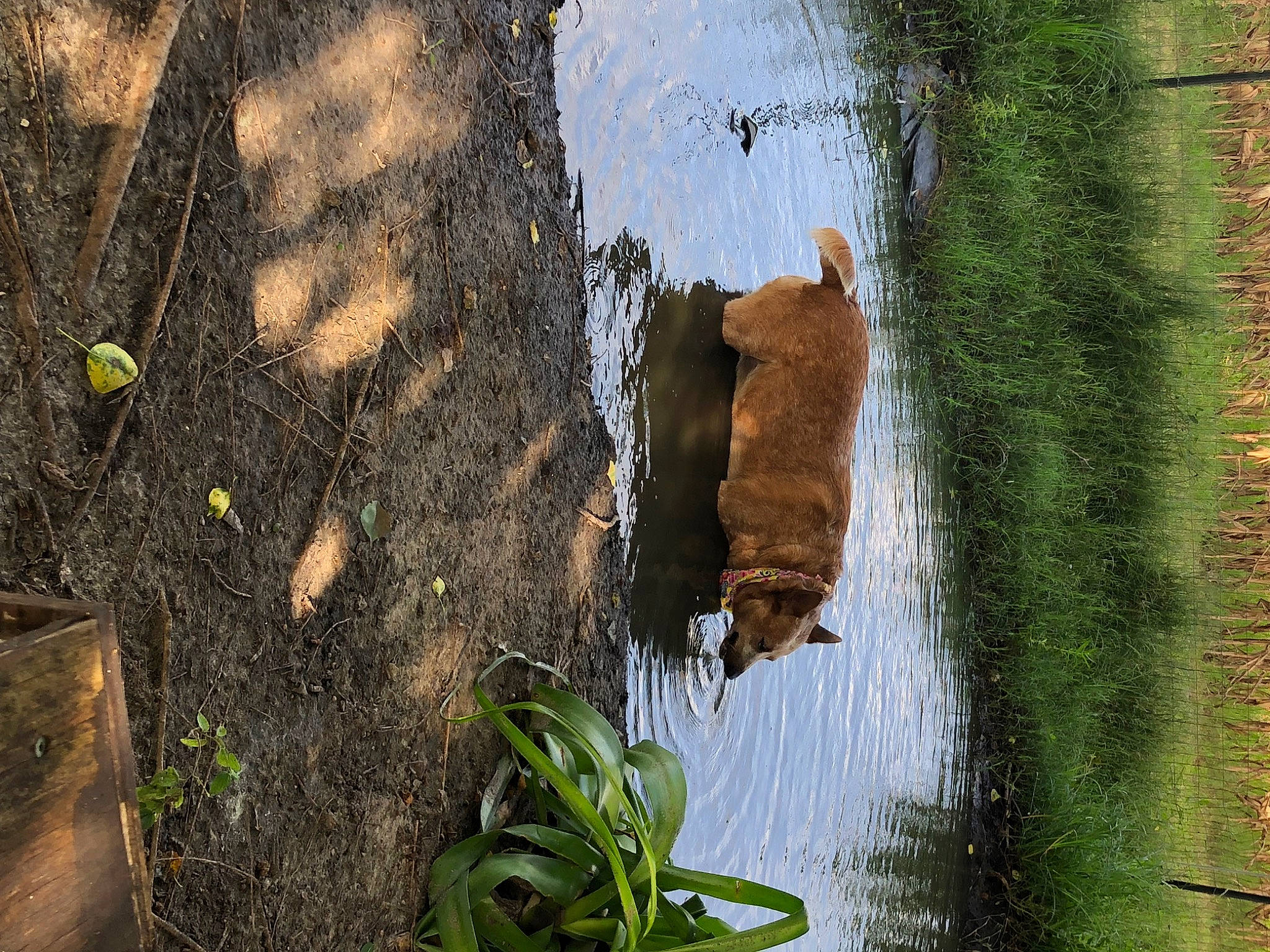 Beth joined the competition — help win amazing prizes! asphalt, carnivore, fawn, felidae, grass, plant, plant_stem, reflection, road_surface, rock, shadow, soil, tail, terrestrial_animal, tints_and_shades, tree, trunk, water, wildlife, wood