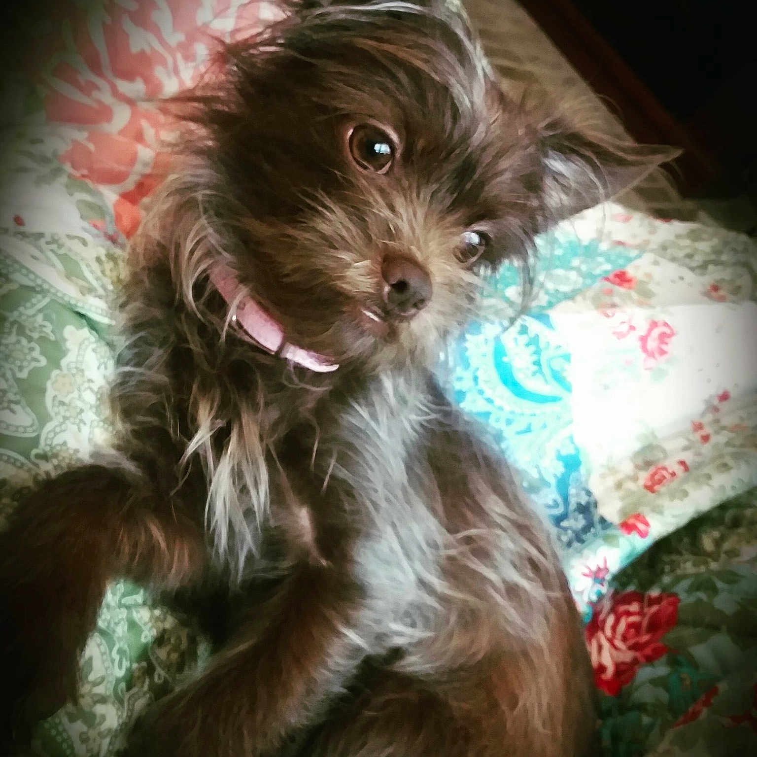 Bella joined the competition — help win amazing prizes! affenpinscher, animal, bed, bedroom, canine, cockerspaniel, couch, cushion, dog, flower, furniture, homedecor, indoors, pet, plant, puppy, quilt, room, rose, terrier