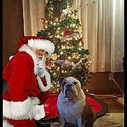 George is registered to the contest to win money with this photo: christmas_tree, bulldog, dog, santa_claus, holiday, indoor, carpet, curtains, decorations, lights, festive, costume, person, kneeling, red_clothing, white_fur_trim, floor, home, seasonal, celebration