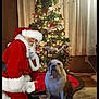 christmas_tree, bulldog, dog, santa_claus, holiday, indoor, carpet, curtains, decorations, lights, festive, costume, person, kneeling, red_clothing, white_fur_trim, floor, home, seasonal, celebration