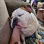 George joined the competition — help win amazing prizes! bulldog, dog, pet, sleeping, couch, arm, tattoo, indoor, living_room, blanket, furniture, cozy, resting, close_up, mammal, companion, domestic_animal, relaxation, comfort, cute