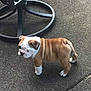George joined the competition — help win amazing prizes! bulldog, puppy, dog, pet, animal, outdoor, concrete, brown, white, wrinkles, legs, ears, face, fur, young, cute, standing, metal, chair, shadow