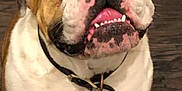 George is registered to the contest to win money with this photo: bulldog, dog, pet, close_up, tongue_out, looking_up, floor, indoor, white, brown, black_collar, cute, animal, mammal, domestic_animal, friendly, sitting, portrait, face, canine