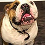 bulldog, dog, pet, close_up, tongue_out, looking_up, floor, indoor, white, brown, black_collar, cute, animal, mammal, domestic_animal, friendly, sitting, portrait, face, canine