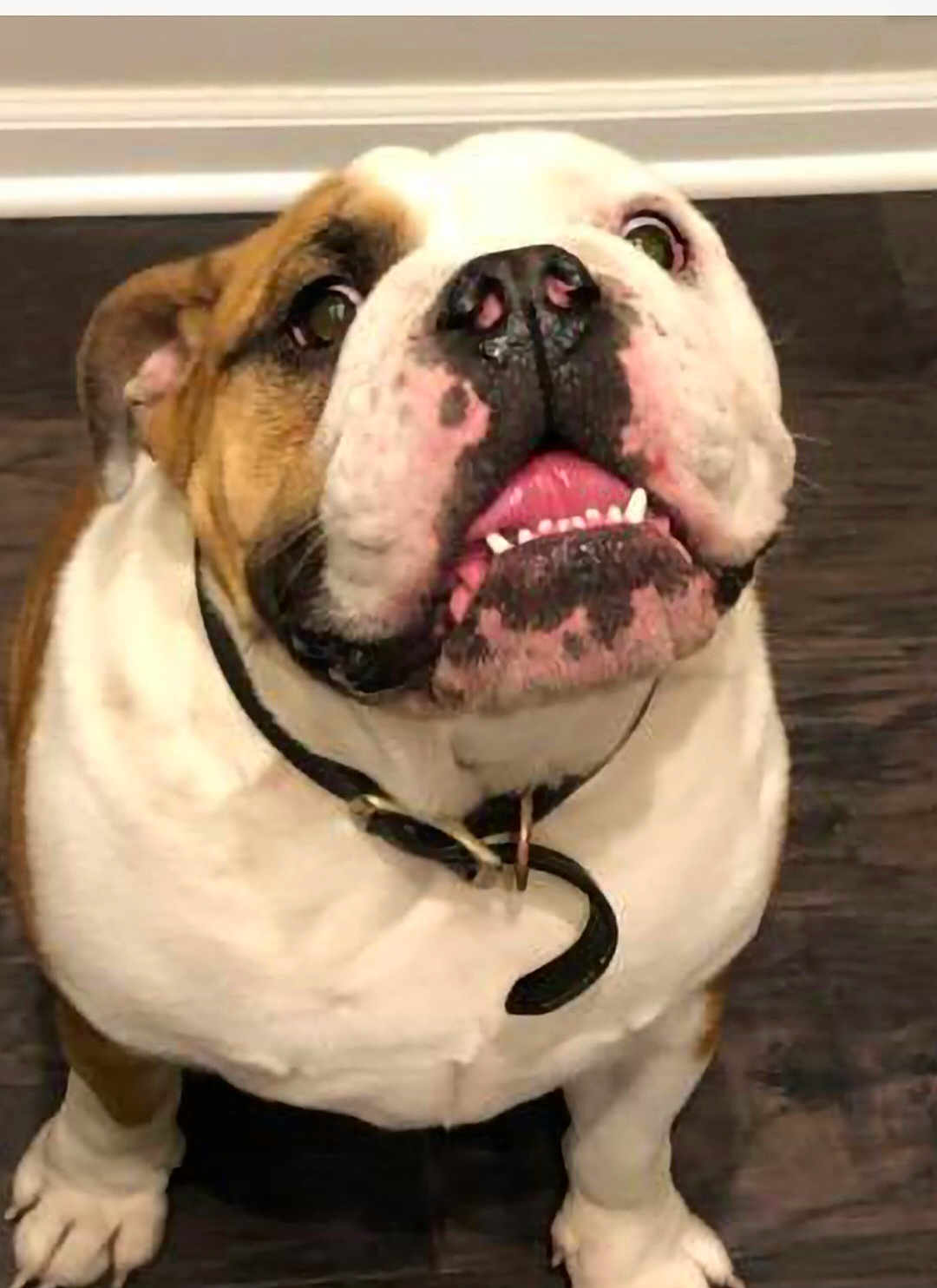 George is registered to the contest to win money with this photo: bulldog, dog, pet, close_up, tongue_out, looking_up, floor, indoor, white, brown, black_collar, cute, animal, mammal, domestic_animal, friendly, sitting, portrait, face, canine