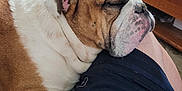 George is registered to the contest to win money with this photo: bulldog, dog, sleeping, resting, paw, leg, indoor, couch, furniture, wooden_table, papers, cozy, relaxed, pet, companion, living_room, brown, white, short_fur, close_up