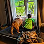 George joined the competition — help win amazing prizes! bulldog, dog, child, boy, window, curtains, blanket, indoor, pet_bed, carpet, green_shirt, looking_out, home, furniture, daylight, tree, back_view, relaxing, companionship