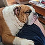 George joined the competition — help win amazing prizes! bulldog, dog, sleeping, pet, indoor, living_room, couch, furniture, paw, person, clothing, relaxing, comfort, nap, floor, wood_floor, table, papers, close_up, resting
