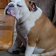 George is registered to the contest to win money with this photo: bulldog, dog, sleepy, resting, table, wooden_table, indoor, carpet, couch, furniture, pet, animal, brown, white, face, paw, ears, closeup, side_view, relaxed
