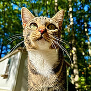 Alice joined the competition — help win amazing prizes! cat, tabby, green_eyes, whiskers, outdoor, sunlight, trees, nature, daylight, fur, animal, pet, close_up, face, curious, background, mobile_home, forest, portrait, mammal