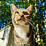 cat, tabby, green_eyes, whiskers, outdoor, sunlight, trees, nature, daylight, fur, animal, pet, close_up, face, curious, background, mobile_home, forest, portrait, mammal
