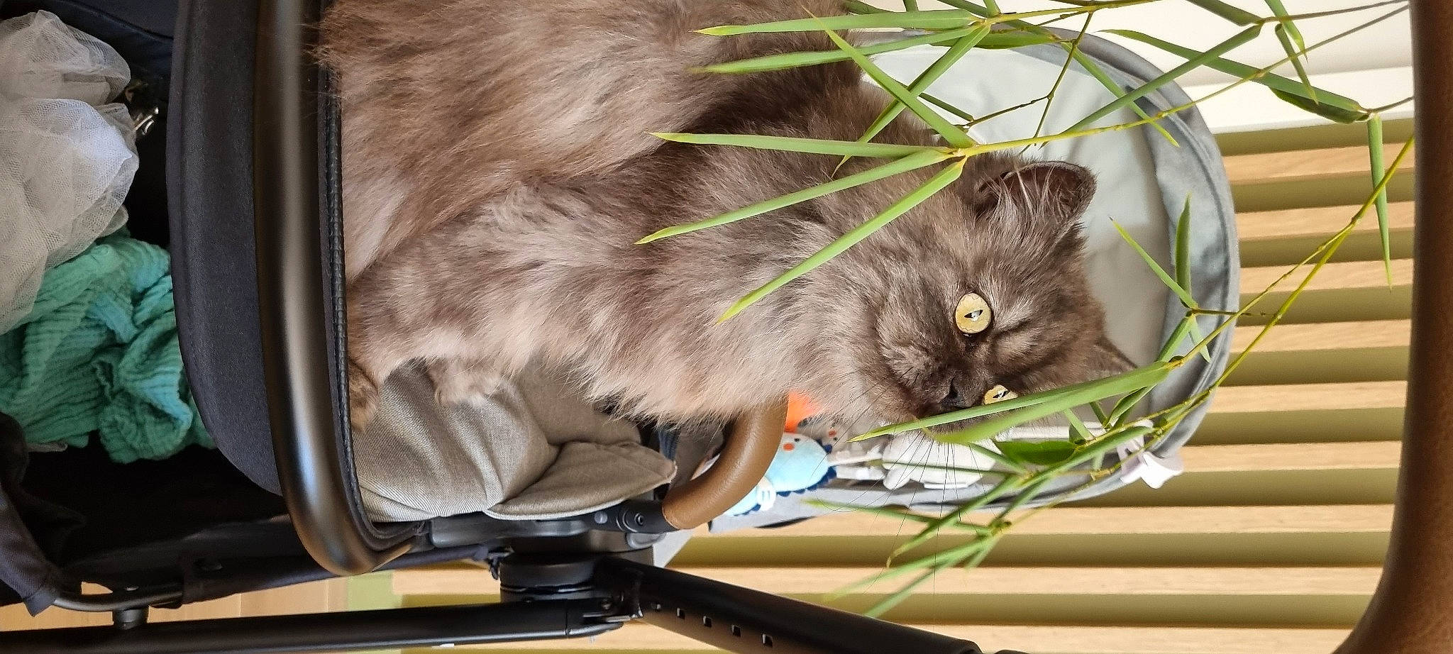 Lady a rejoint le concours — aidez-le/la à gagner de superbes lots ! box, british_longhair, carnivore, cat, claw, domestic_short_haired_cat, fawn, felidae, fur, grass, iris, paw, plant, small_to_medium_sized_cats, snout, tail, whiskers, windscreen_wiper, windshield, wire