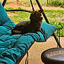 Buttercup is registered to the contest to win money with this photo: dog, pet, outdoor, cushion, swing, teal, furniture, grass, garden, stool, brown_dog, relaxing, sunlight, backyard, animal, resting, metal_frame, seat, calm, nature
