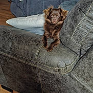 Buttercup is registered to the contest to win money with this photo: dog, brown_dog, pet, couch, leather_couch, living_room, pillow, wood_floor, furniture, indoor, resting, cute, fluffy, small_dog, relaxed, home, cozy, animal, canine, companion