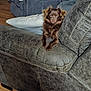 dog, brown_dog, pet, couch, leather_couch, living_room, pillow, wood_floor, furniture, indoor, resting, cute, fluffy, small_dog, relaxed, home, cozy, animal, canine, companion