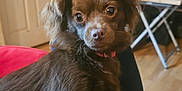 Buttercup is registered to the contest to win money with this photo: dog, brown_dog, small_dog, indoor, pet, curious, fluffy_ears, big_eyes, lap, person, furniture, table, door, wood_floor, living_room, cozy, collar, close_up, home, domestic_animal
