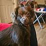 dog, brown_dog, small_dog, indoor, pet, curious, fluffy_ears, big_eyes, lap, person, furniture, table, door, wood_floor, living_room, cozy, collar, close_up, home, domestic_animal
