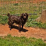 Buttercup is registered to the contest to win money with this photo: dog, brown_dog, outdoor, fence, grass, dirt, sunlight, pet, animal, canine, standing, ears, tail, fur, nature, yard, daylight, playful, domestic_animal, friendly