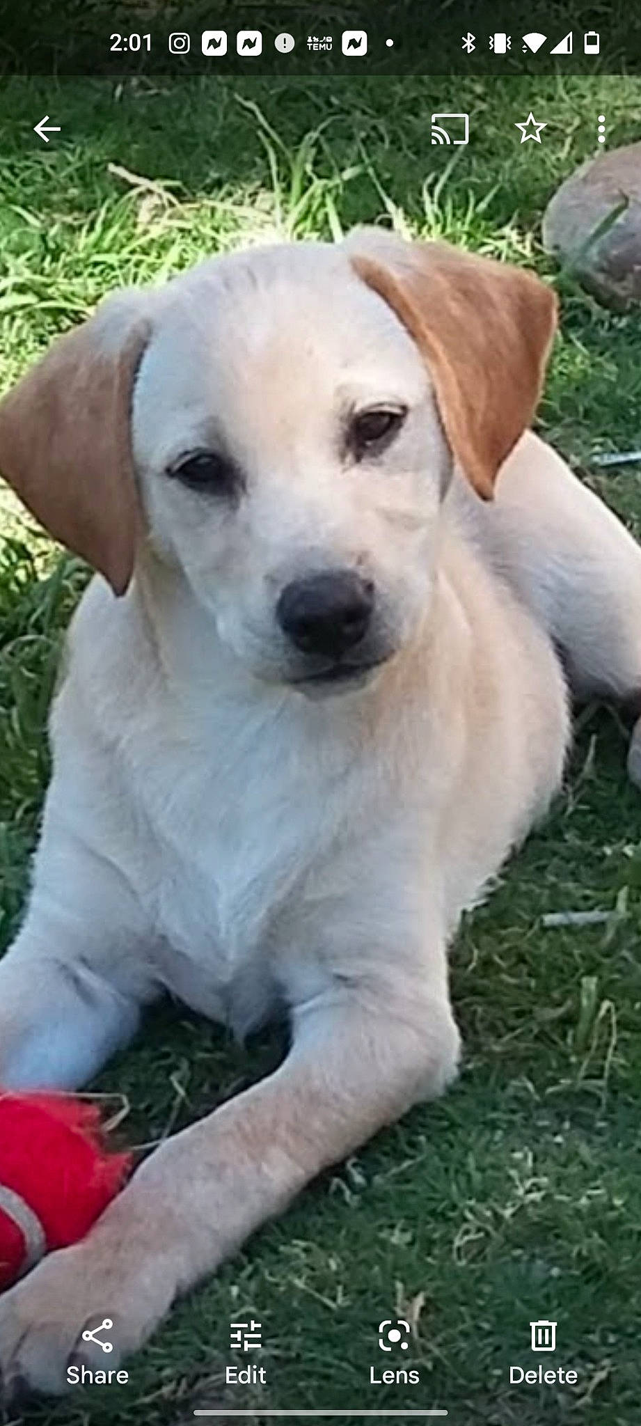 Buddy Boy is registered to the contest to win money with this photo: ancient_dog_breeds, canidae, carnivore, collar, companion_dog, dog, dog_breed, dog_collar, fawn, fur, grass, hunting_dog, labrador_retriever, plant, puppy, sporting_group, tail, terrestrial_animal, whiskers, working_animal