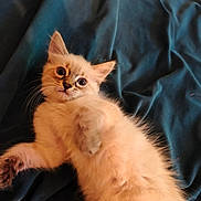 Shanel participe au concours pour gagner de l'argent avec cette photo : adorable, animal, bed, bedding, cat, cute, ears, fluffy, furry, indoor, kitten, lying_down, orange_cat, paws, pet, photography, portrait, relaxed, whiskers, wide_eyes