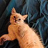 adorable, animal, bed, bedding, cat, cute, ears, fluffy, furry, indoor, kitten, lying_down, orange_cat, paws, pet, photography, portrait, relaxed, whiskers, wide_eyes