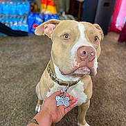 Kovu Tristan joined the competition — help win amazing prizes! animal, blurred_background, carpet, close_up, collar, cute, dog, focused, furniture, hand, household, indoor, paw, pet, portrait, snacks, tag, tan, water_bottles, white