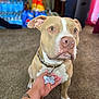 animal, blurred_background, carpet, close_up, collar, cute, dog, focused, furniture, hand, household, indoor, paw, pet, portrait, snacks, tag, tan, water_bottles, white