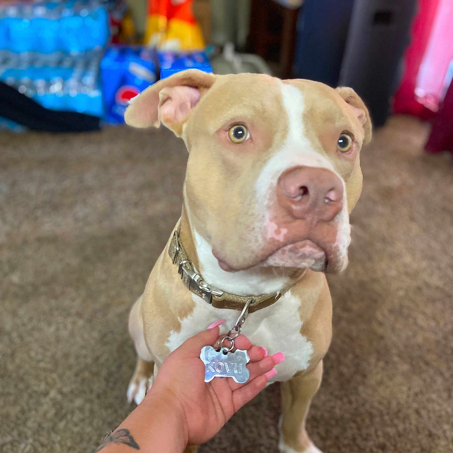 Kovu Tristan joined the competition — help win amazing prizes! animal, blurred_background, carpet, close_up, collar, cute, dog, focused, furniture, hand, household, indoor, paw, pet, portrait, snacks, tag, tan, water_bottles, white